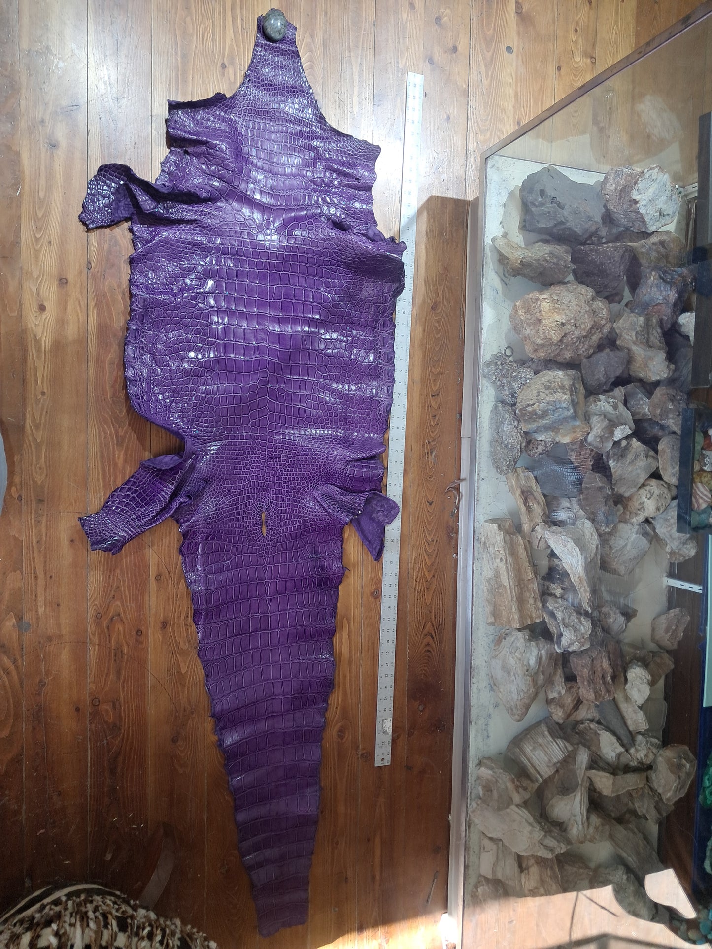 Purple Australian Crocodile Belly