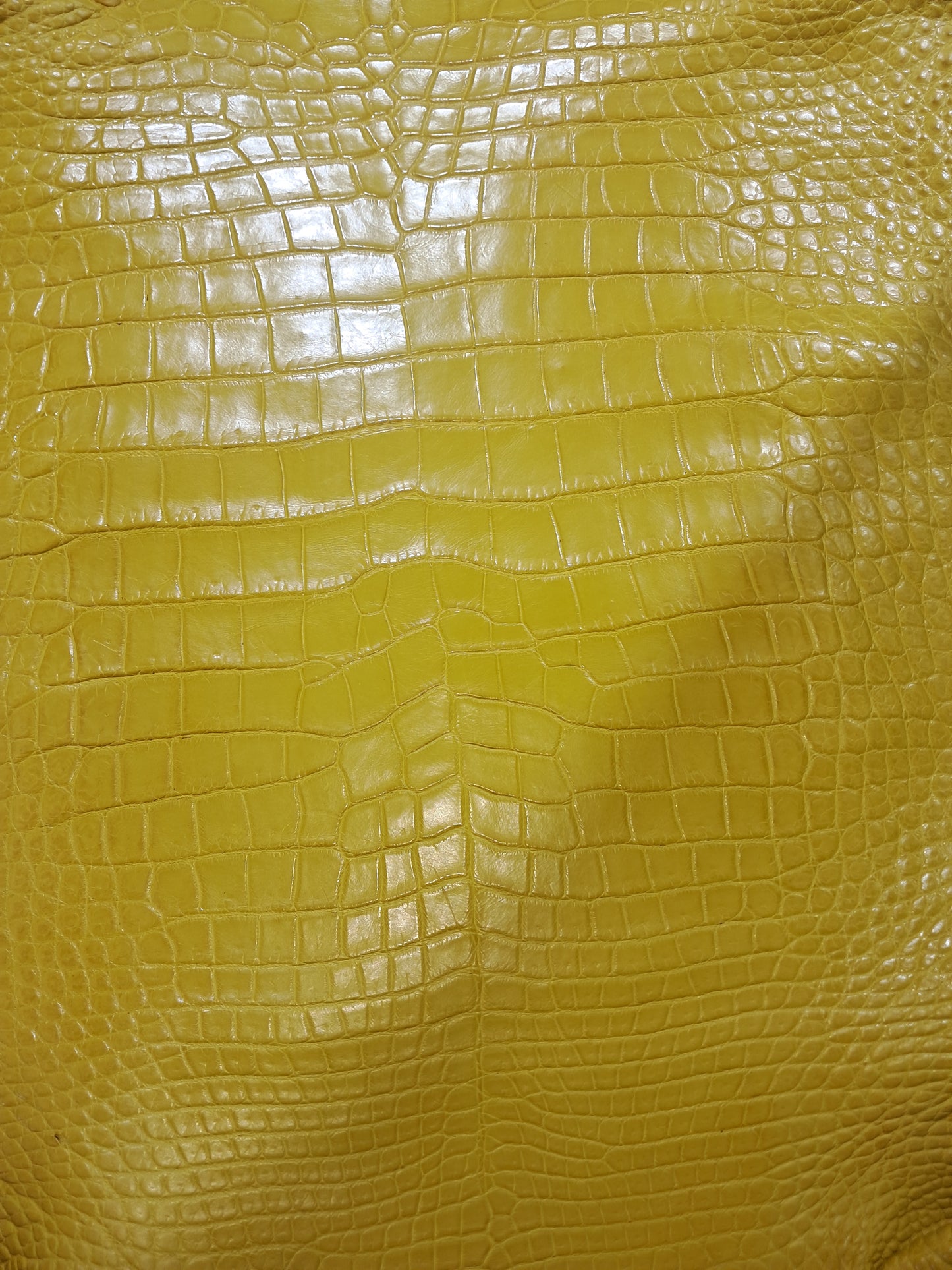 Pure Yellow Australian Crocodile Belly