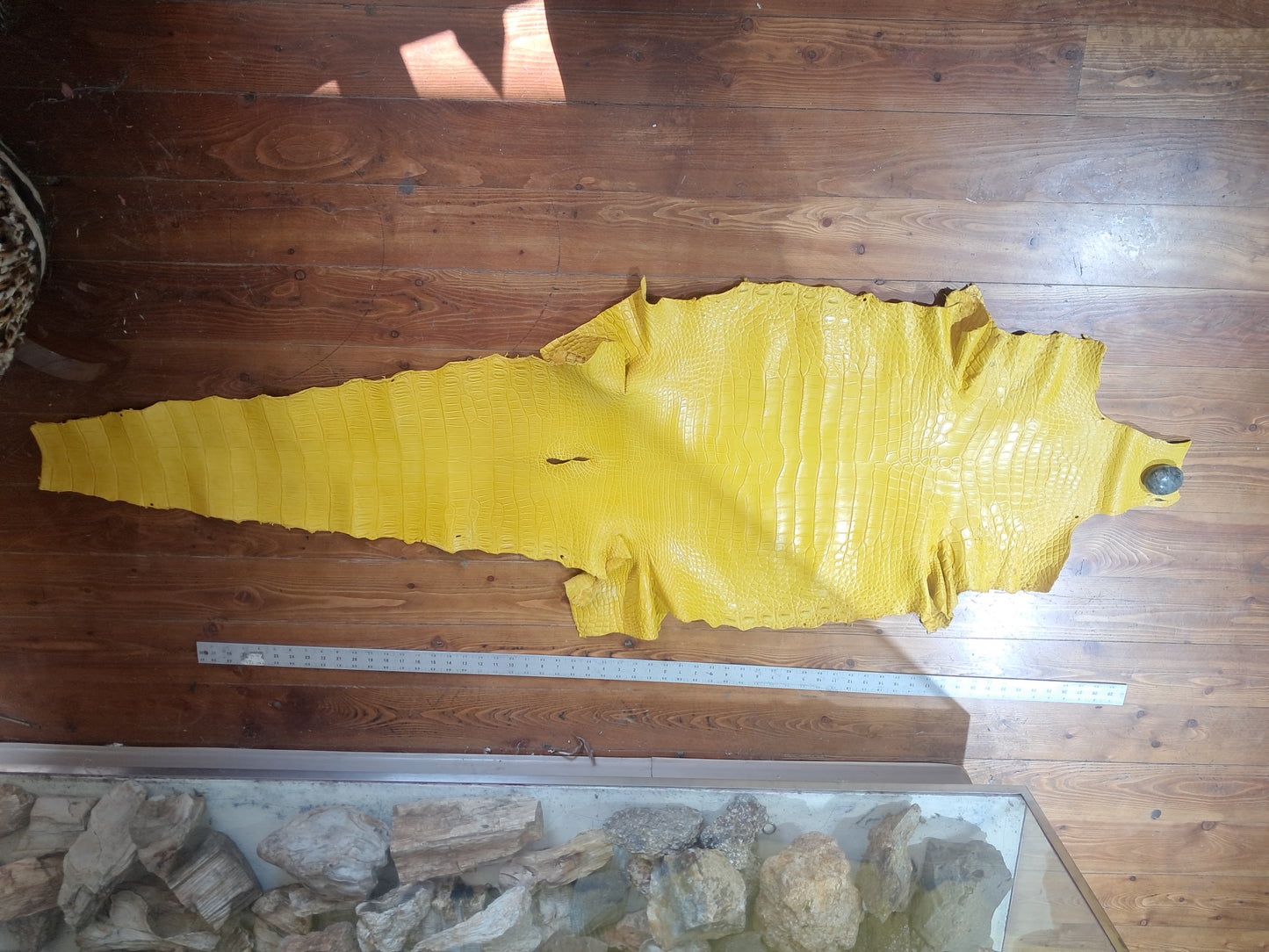 Pure Yellow Australian Crocodile Belly