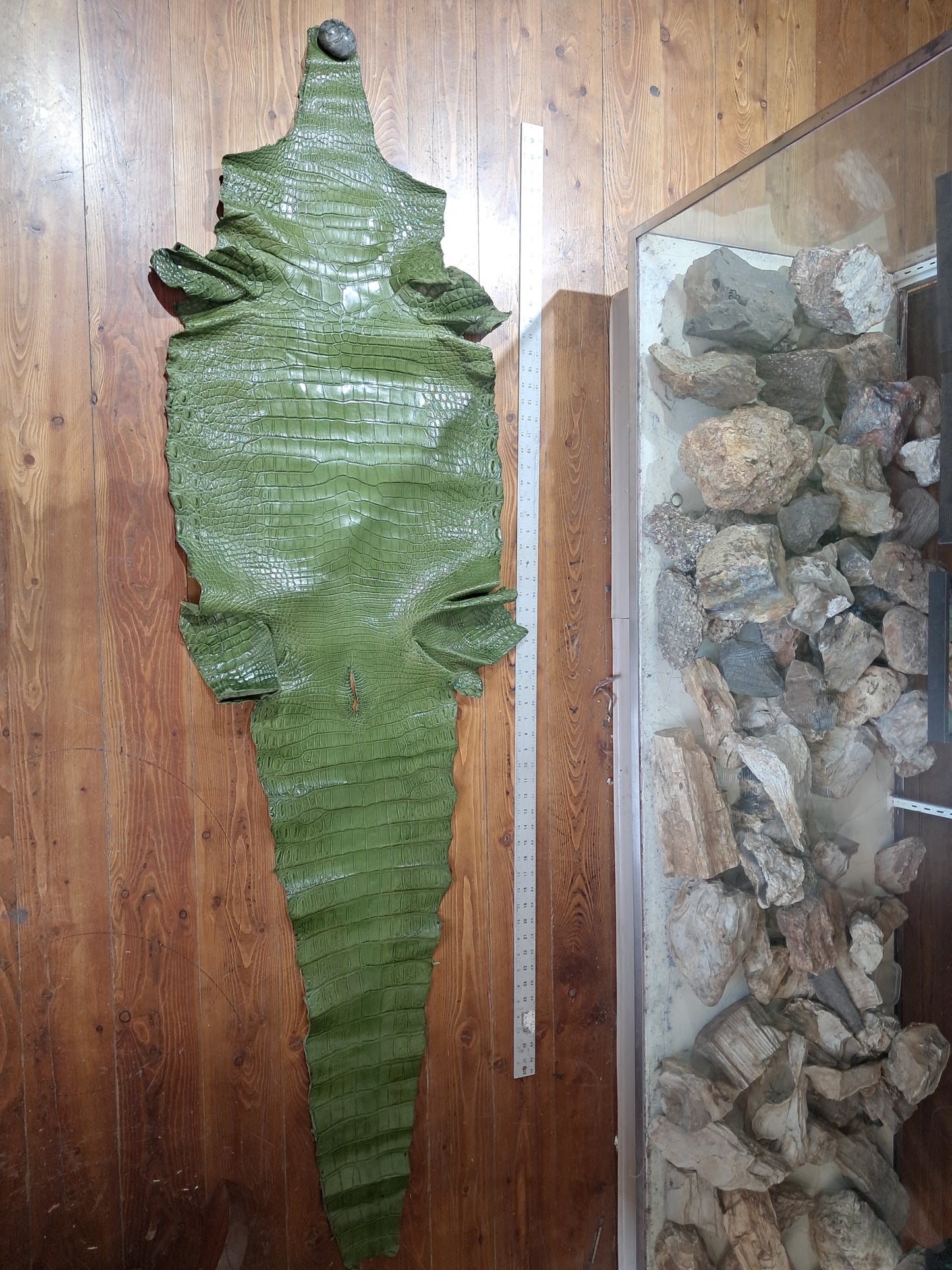 Dark Olive Australian Crocodile Belly