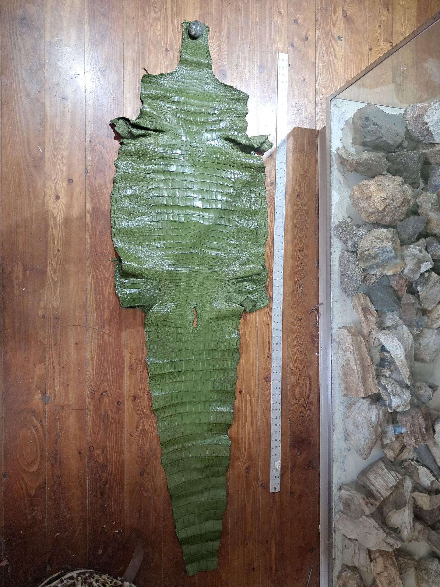 Dark Olive Australian Crocodile Belly