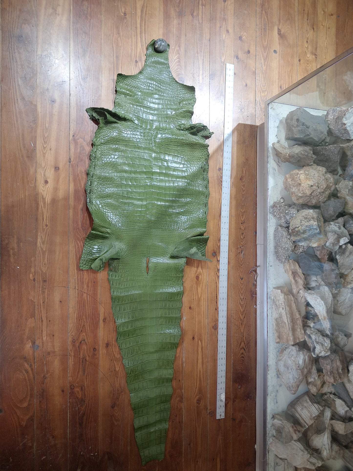 Dark Olive Australian Crocodile Belly