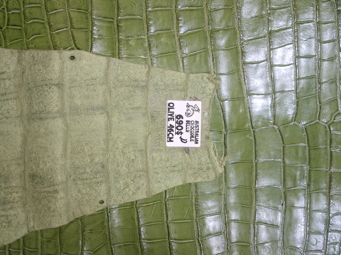 Dark Olive Australian Crocodile Belly