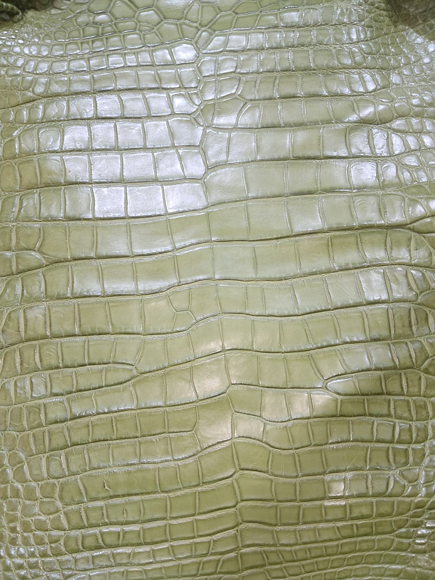 Olive Australian Crocodile Belly