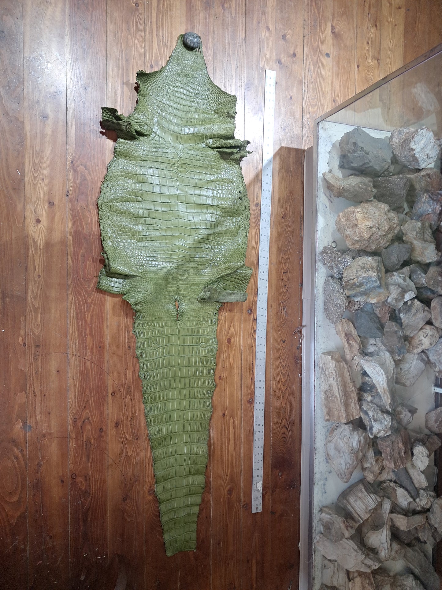 Olive Australian Crocodile Belly