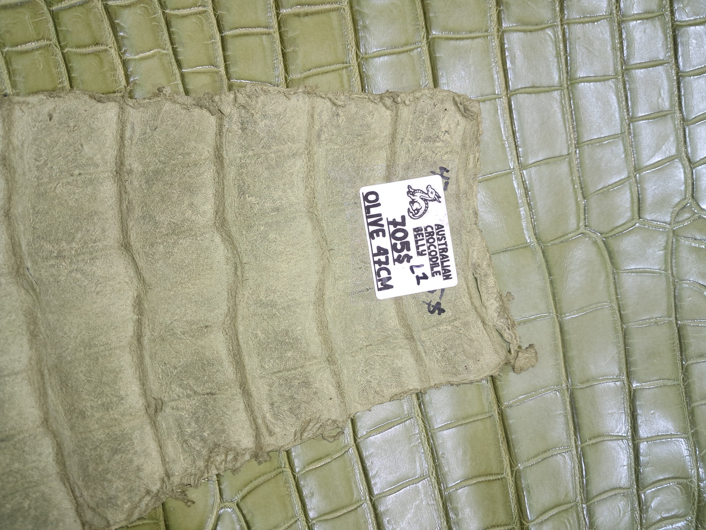 Olive Australian Crocodile Belly