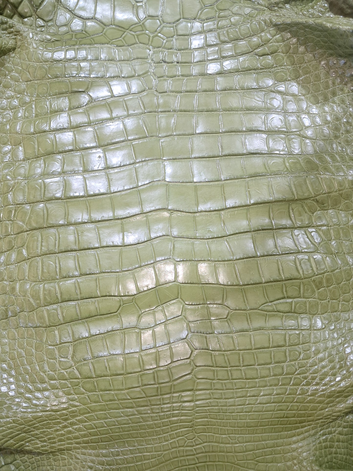 Olive Australian Crocodile Belly