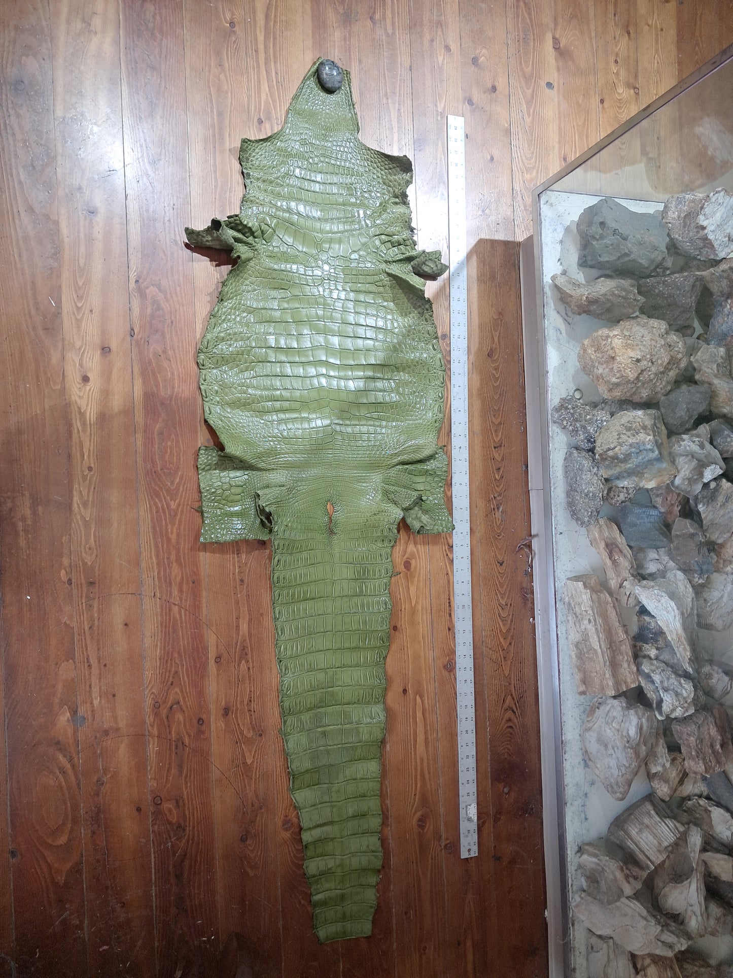 Olive Australian Crocodile Belly