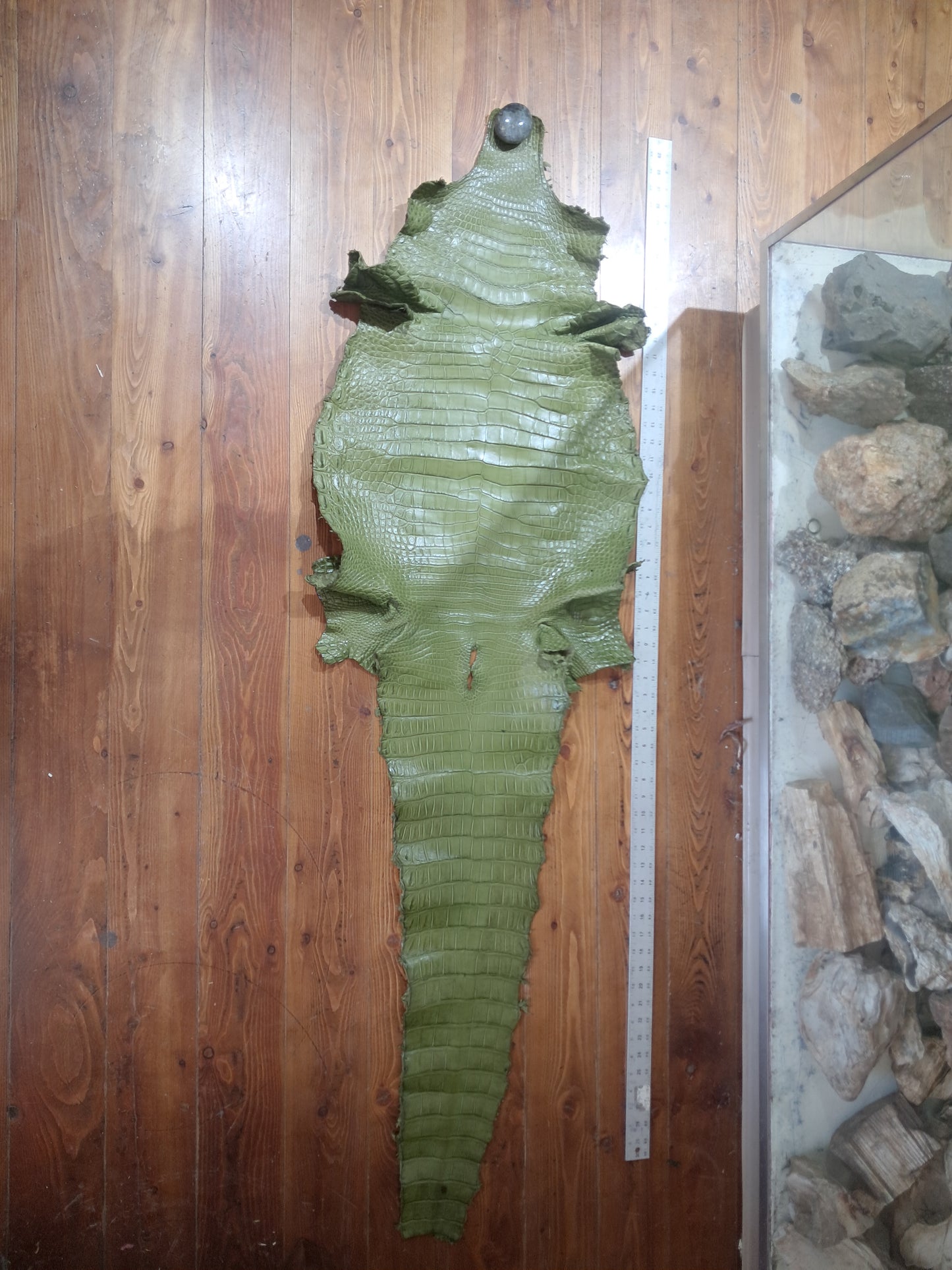 Olive Australian Crocodile Belly