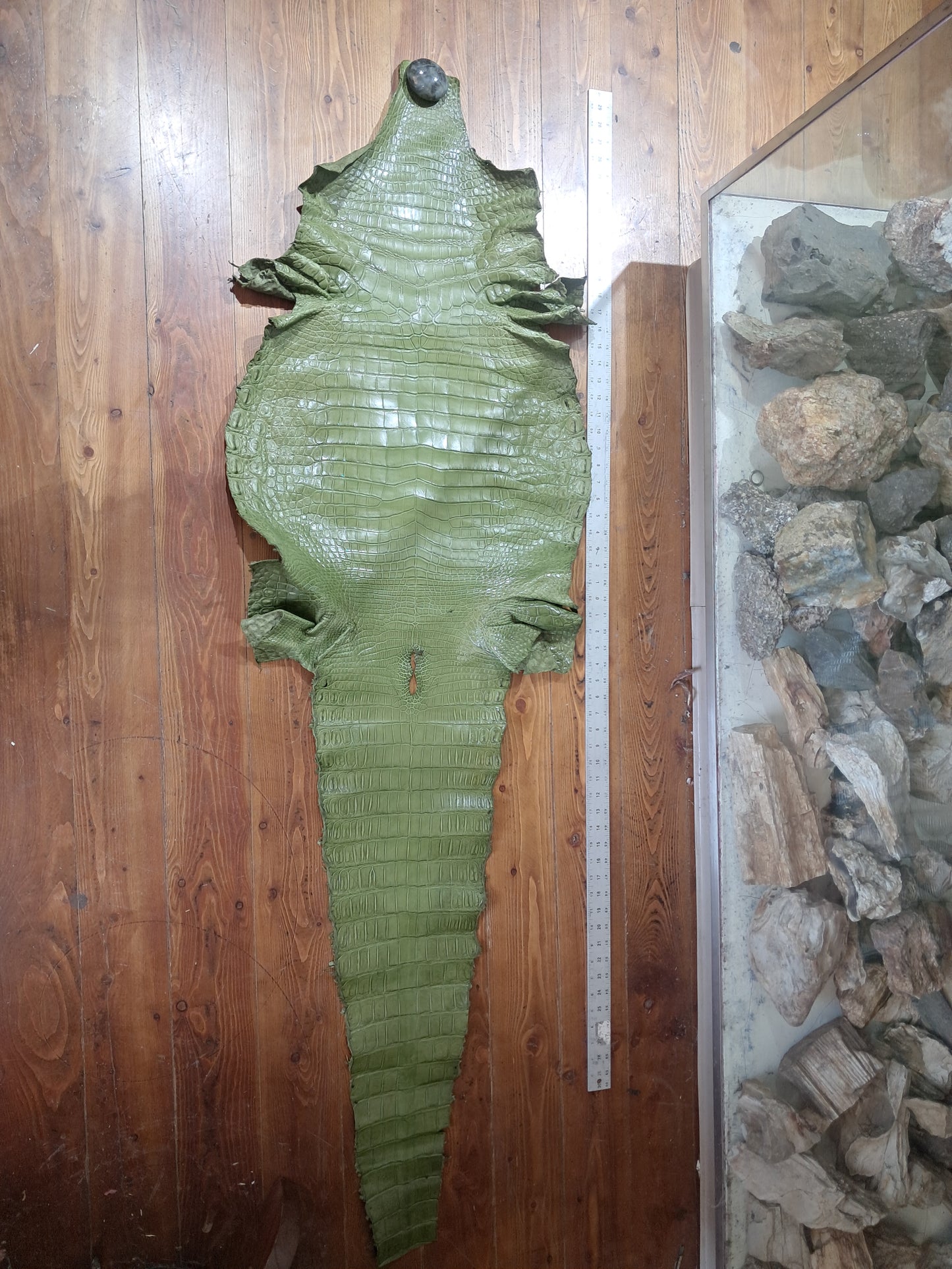 Olive Australian Crocodile Belly