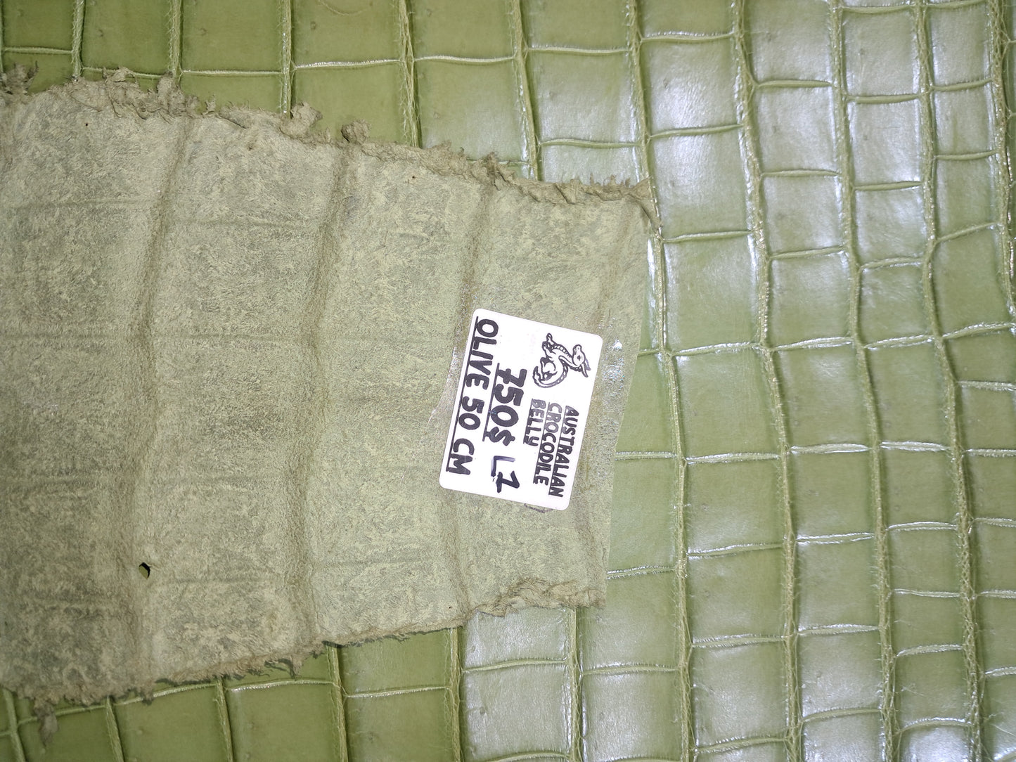 Olive Australian Crocodile Belly