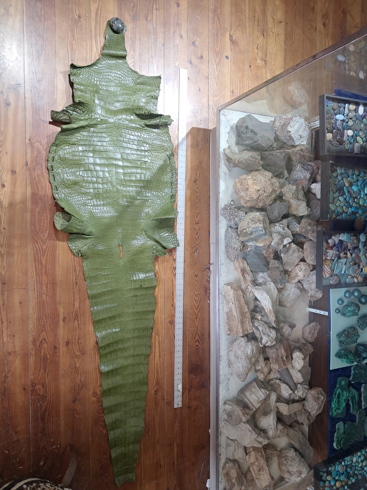 Olive Australian Crocodile Belly