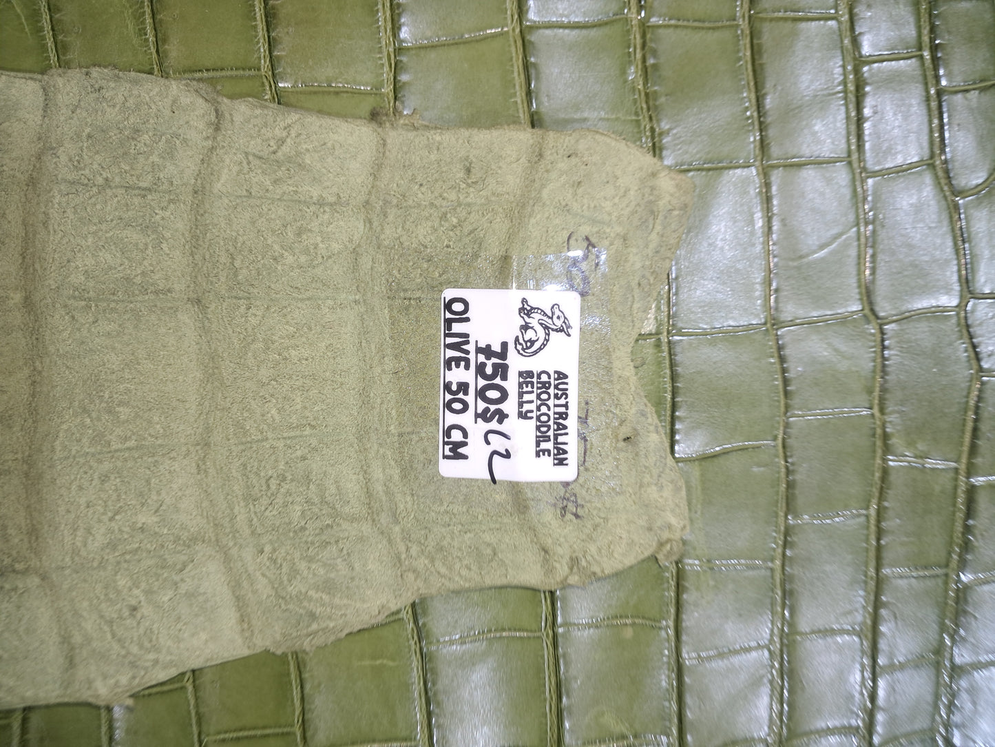 Olive Australian Crocodile Belly