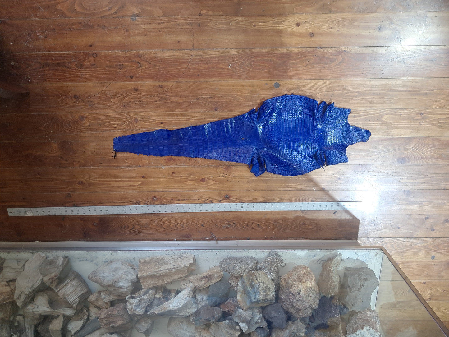 Blue Australian Crocodile Belly