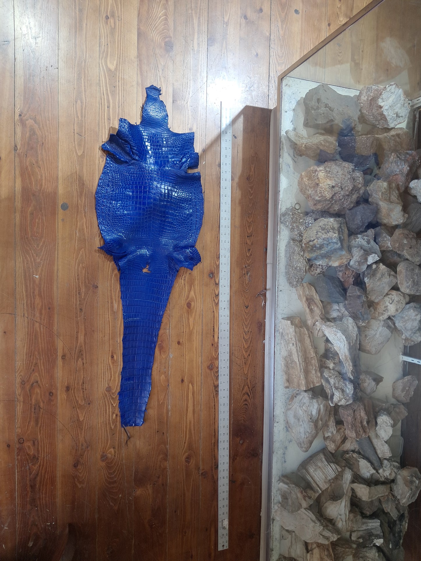 Blue Australian Crocodile Belly