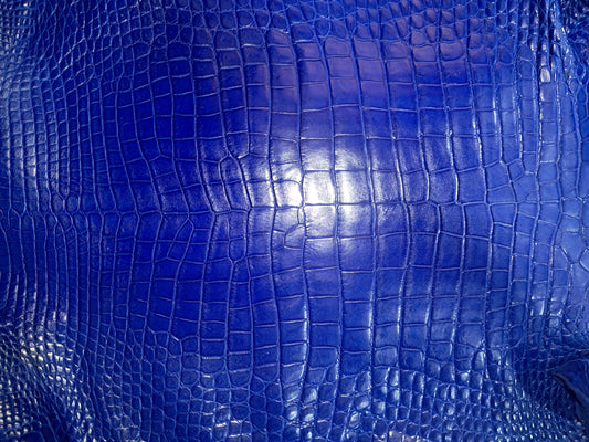 Blue Australian Crocodile Belly