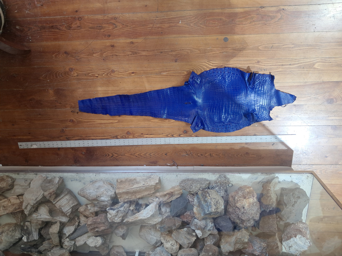 Blue Australian Crocodile Belly