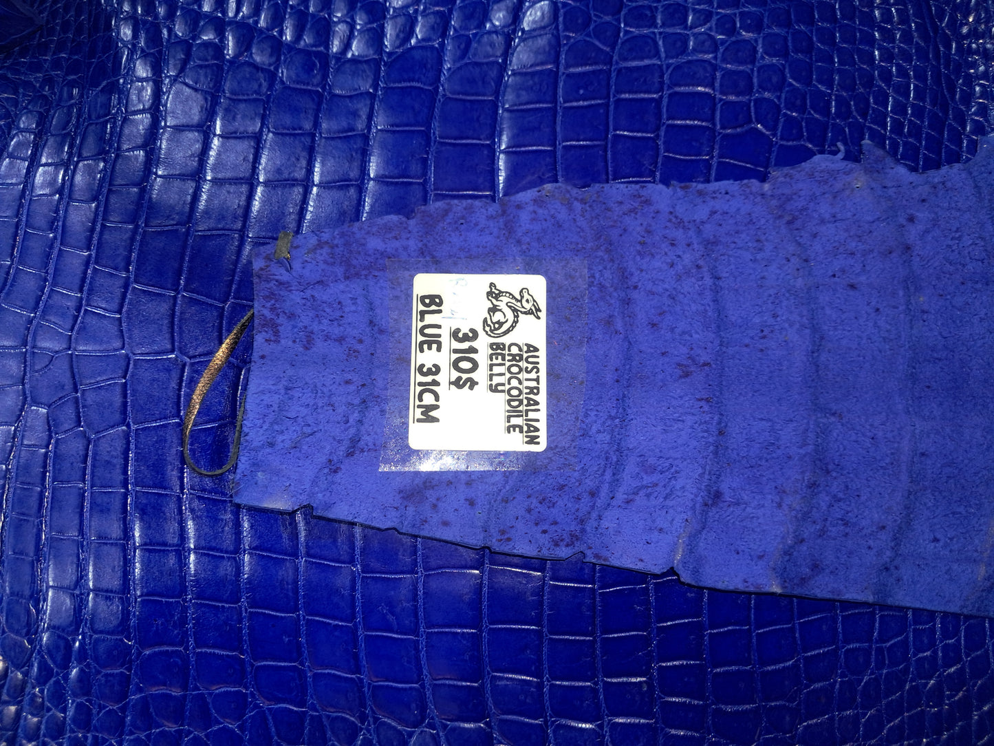 Blue Australian Crocodile Belly