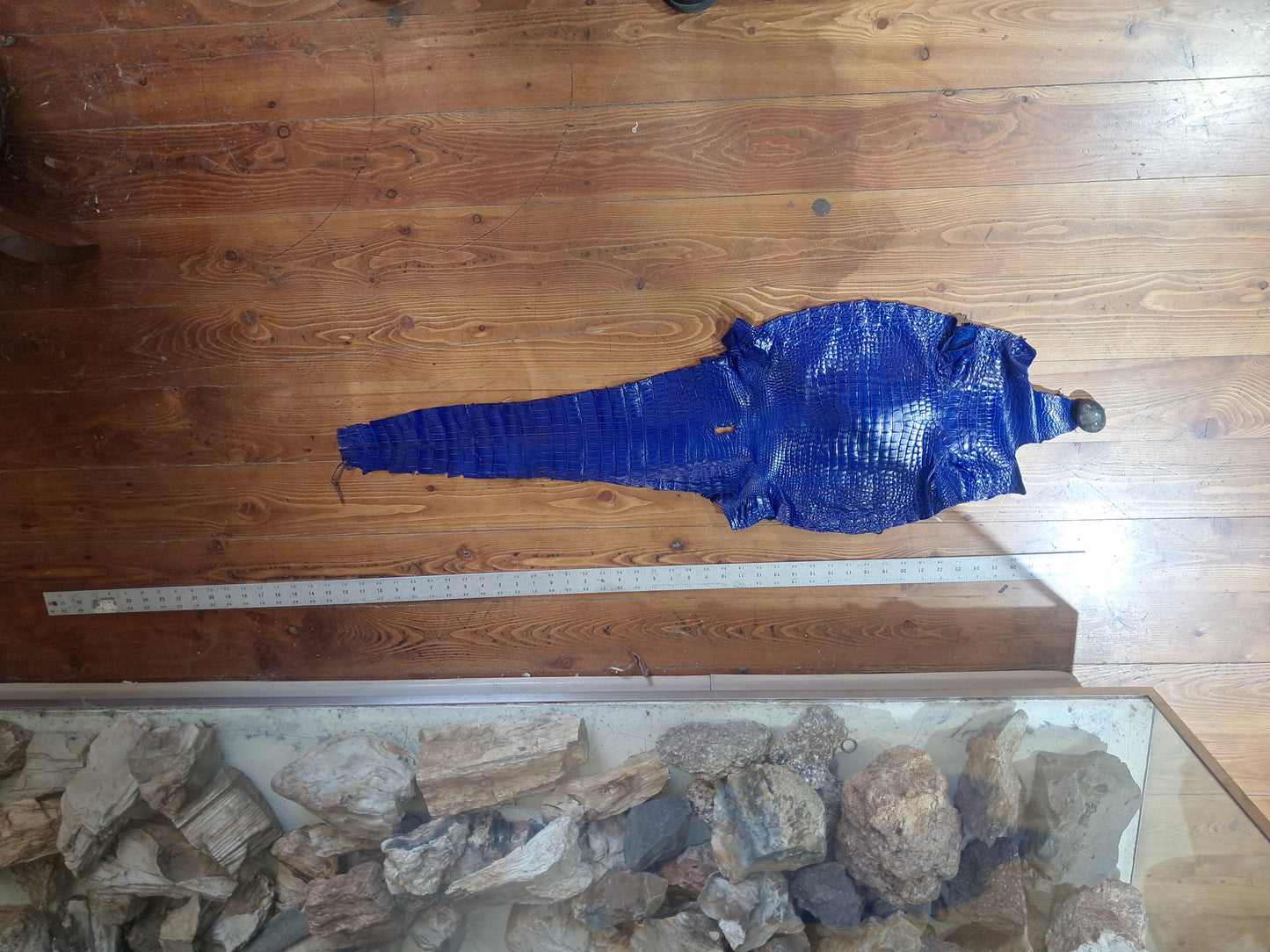 Blue Australian Crocodile Belly