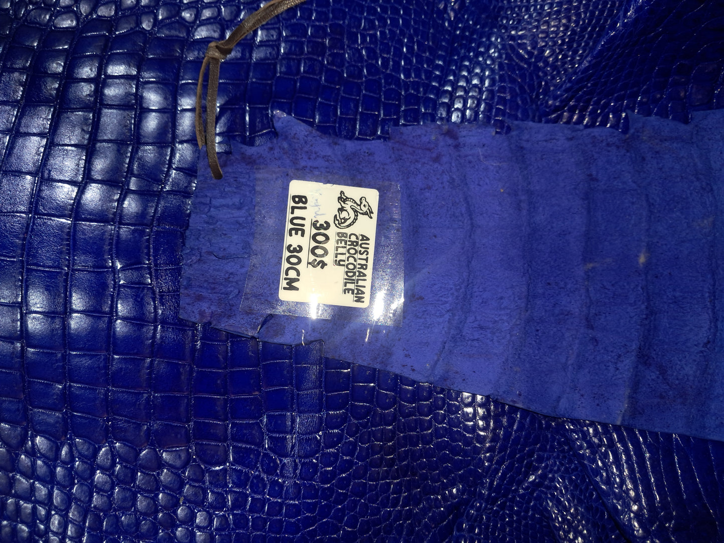 Blue Australian Crocodile Belly