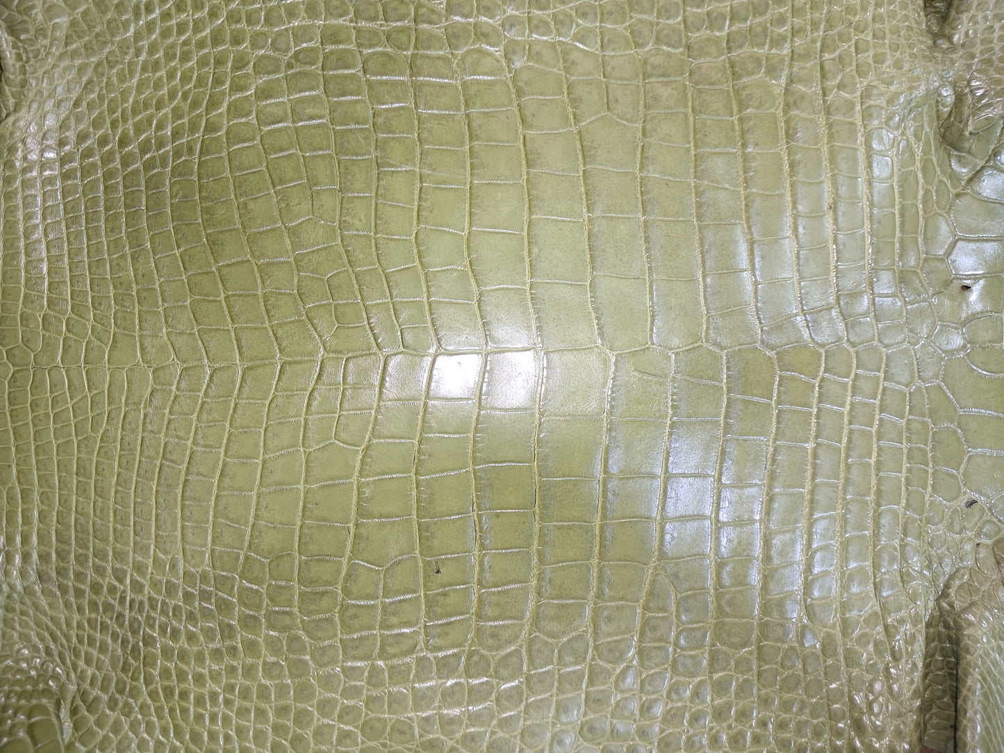 Olive Australian Crocodile Belly