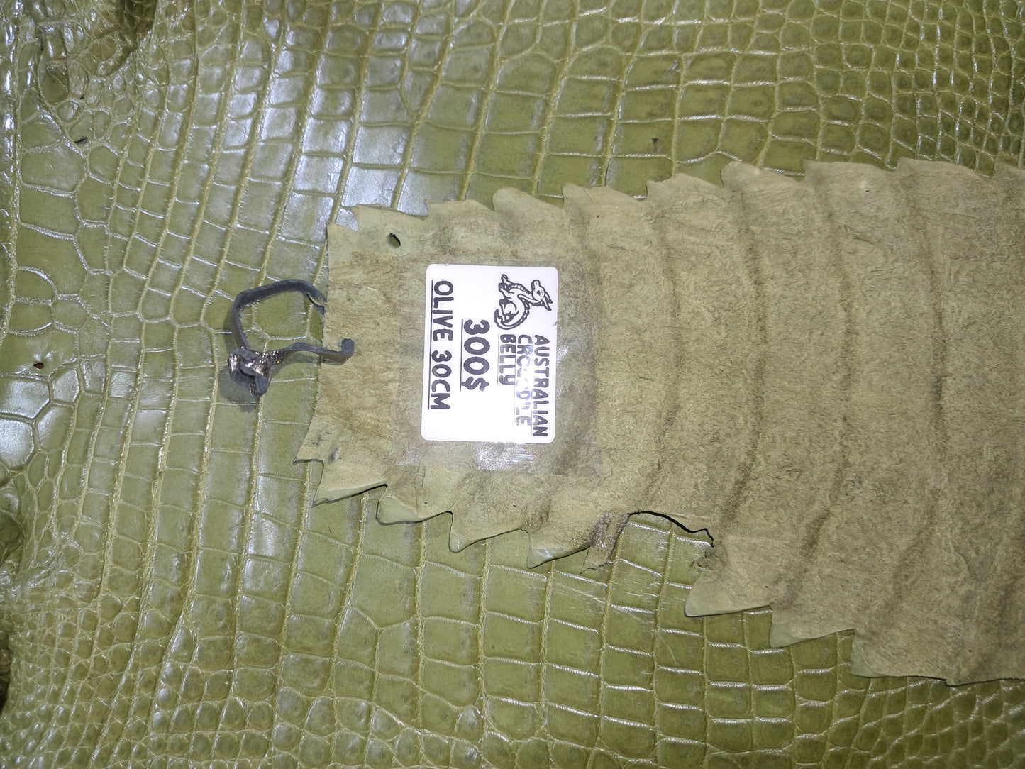 Olive Australian Crocodile Belly