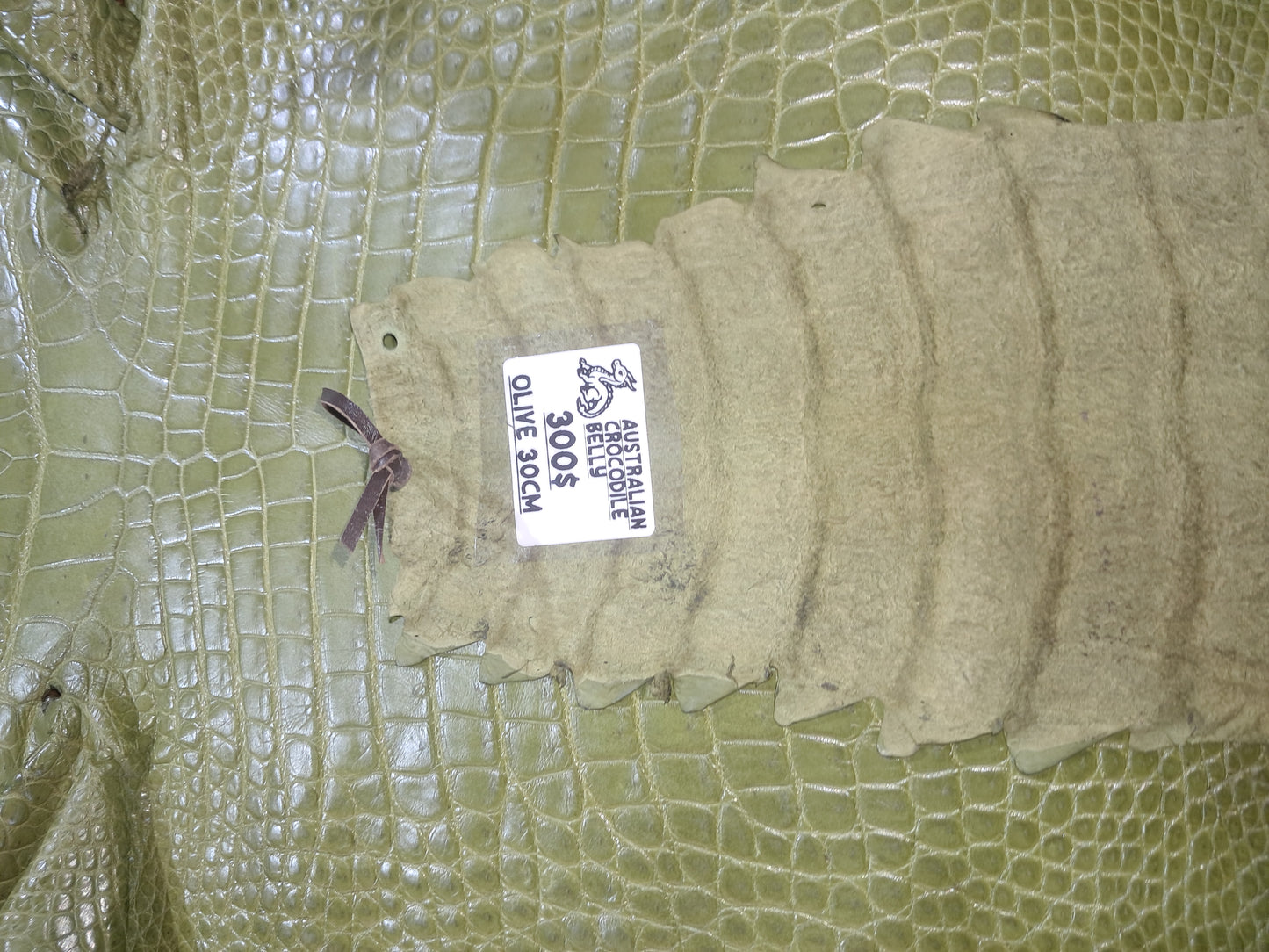 Olive Australian Crocodile Belly