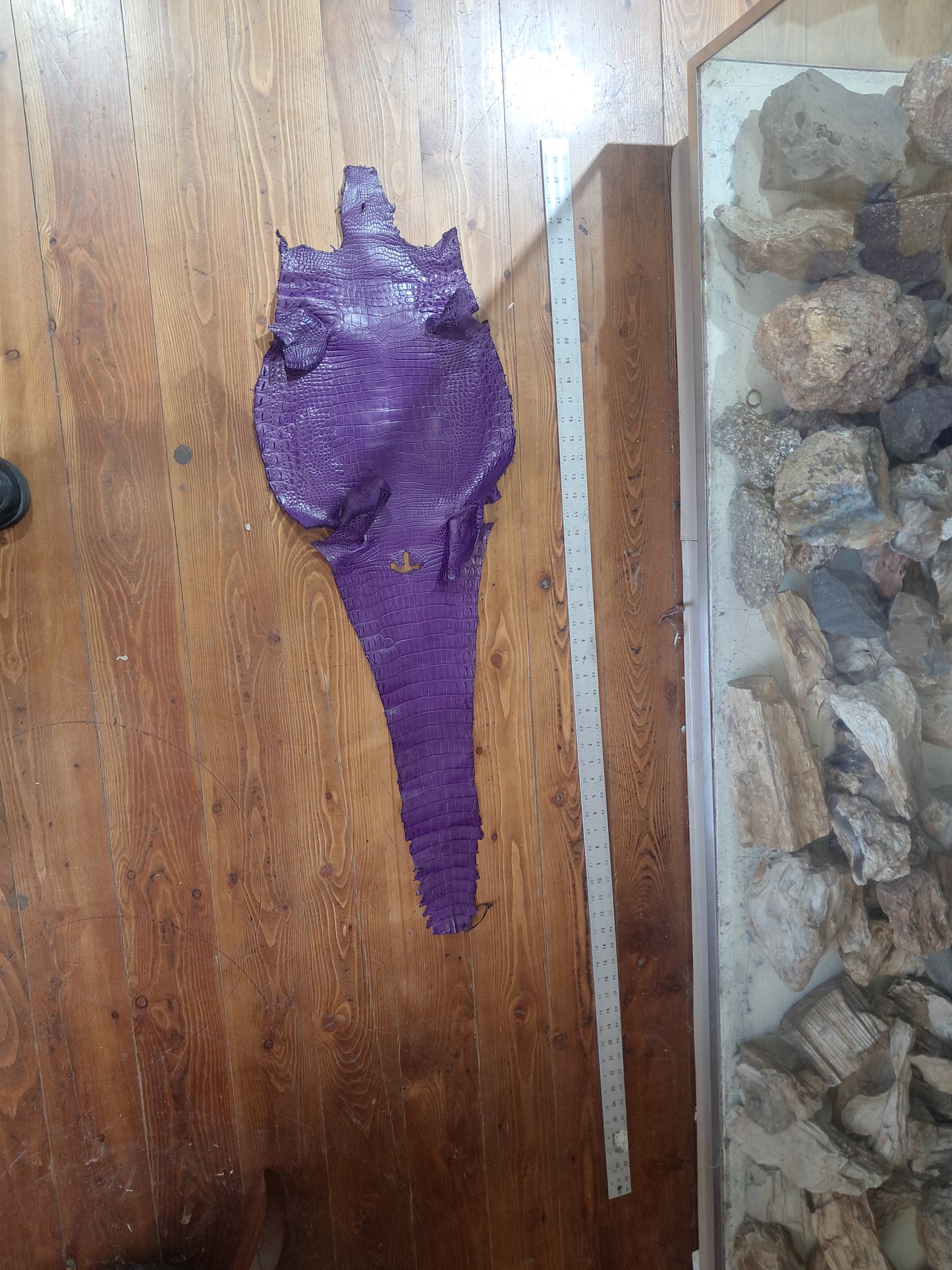 Purple Australian Crocodile Belly