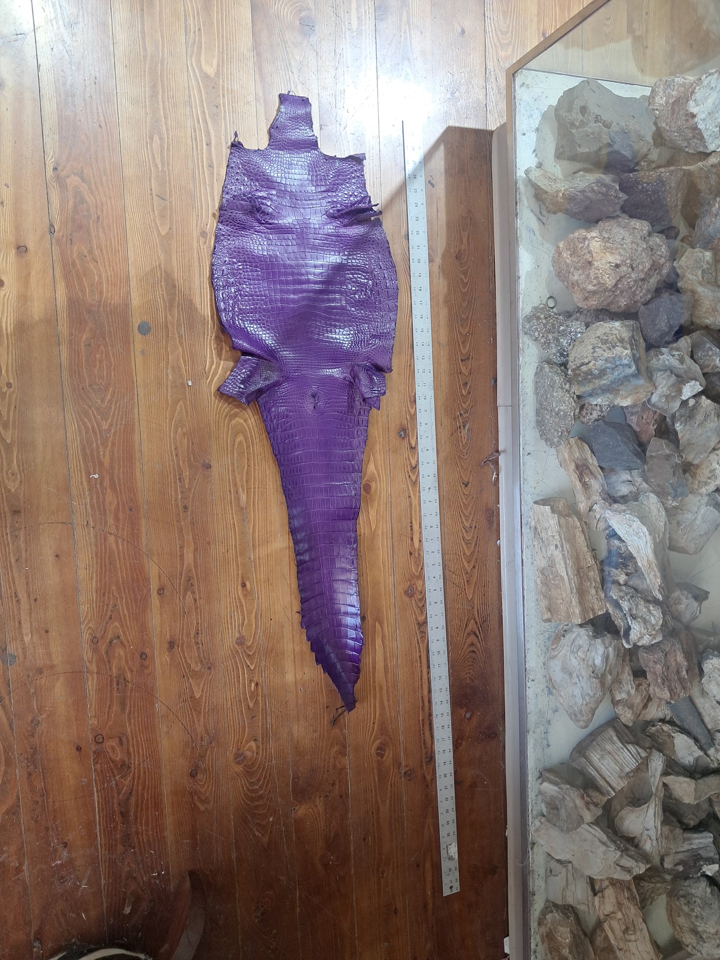 Purple Australian Crocodile Belly
