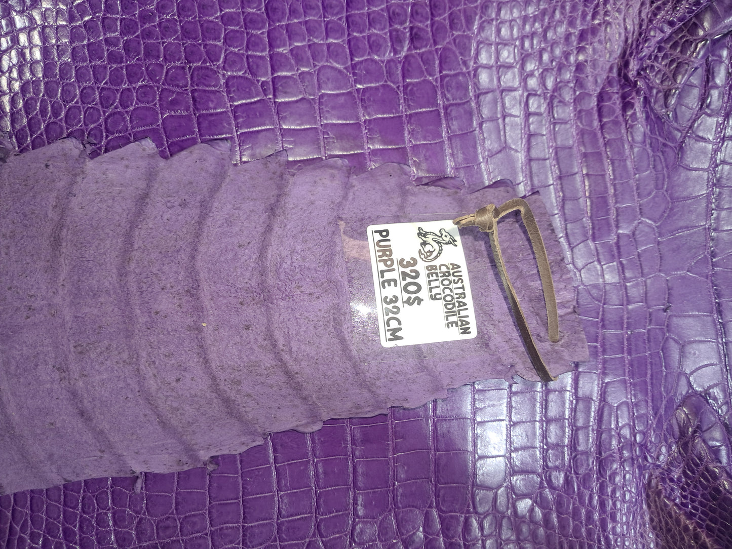 Purple Australian Crocodile Belly