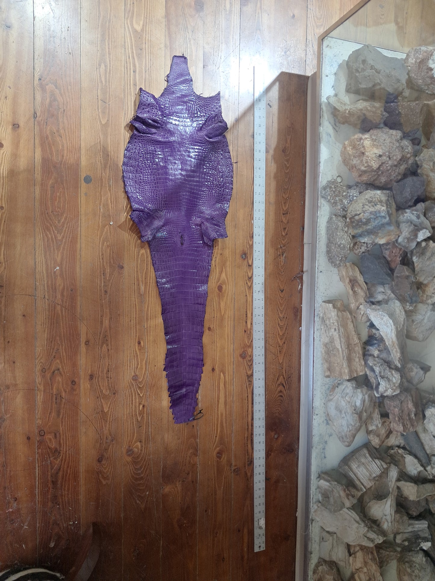 Purple Australian Crocodile Belly