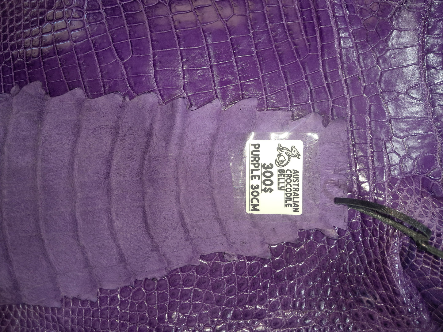 Purple Australian Crocodile Belly