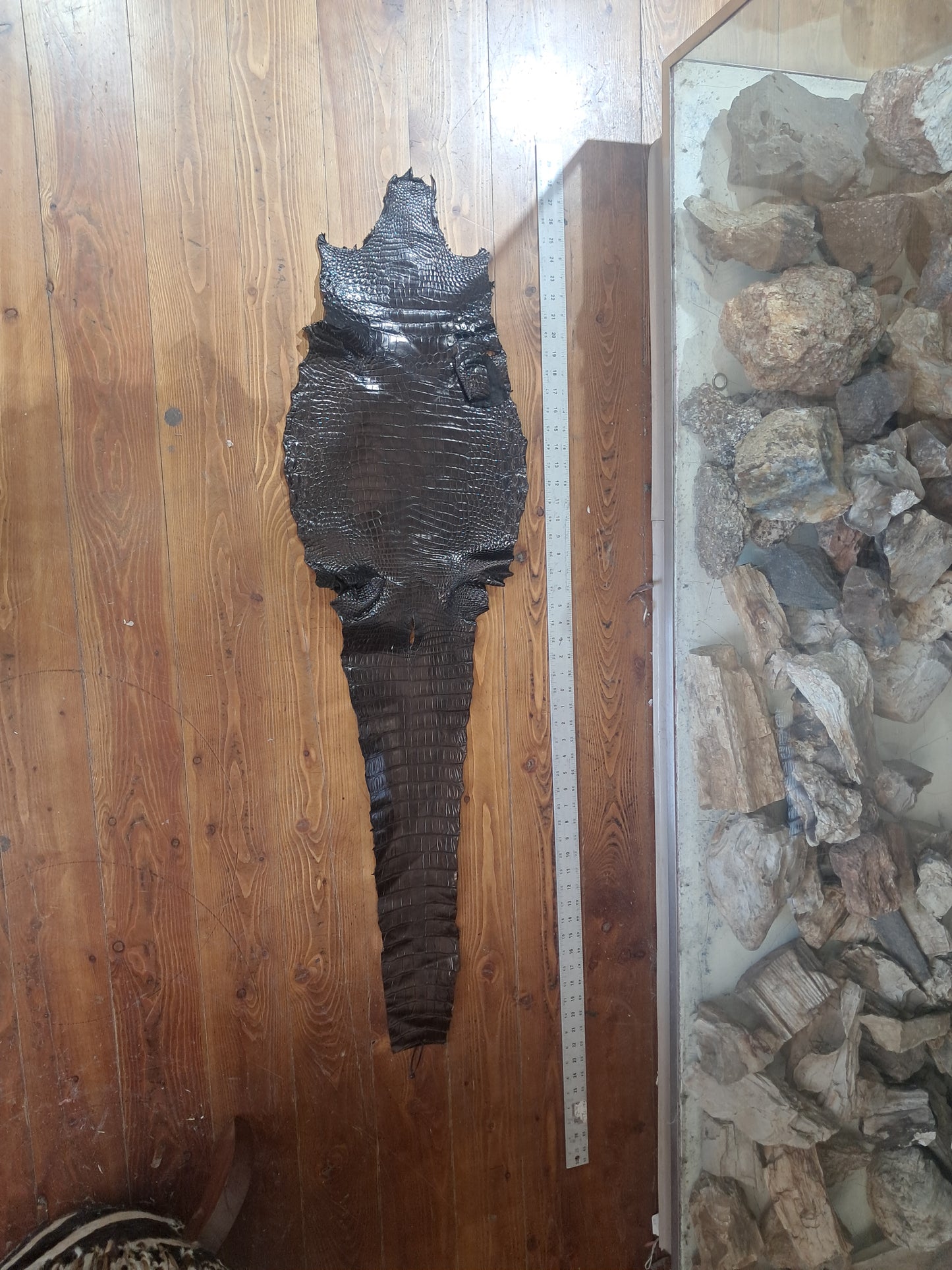 Black Australian Crocodile Belly