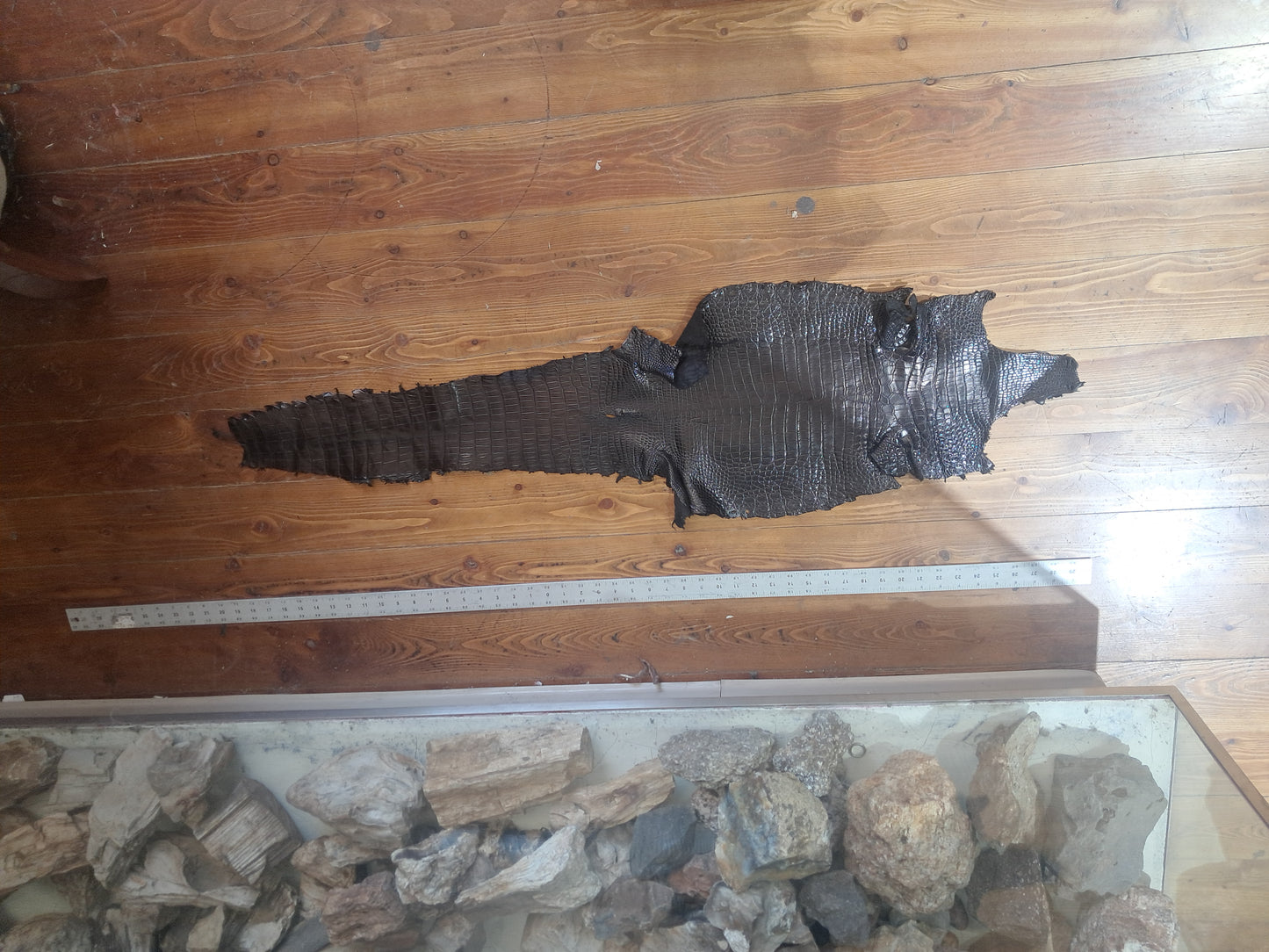 Black Australian Crocodile Belly