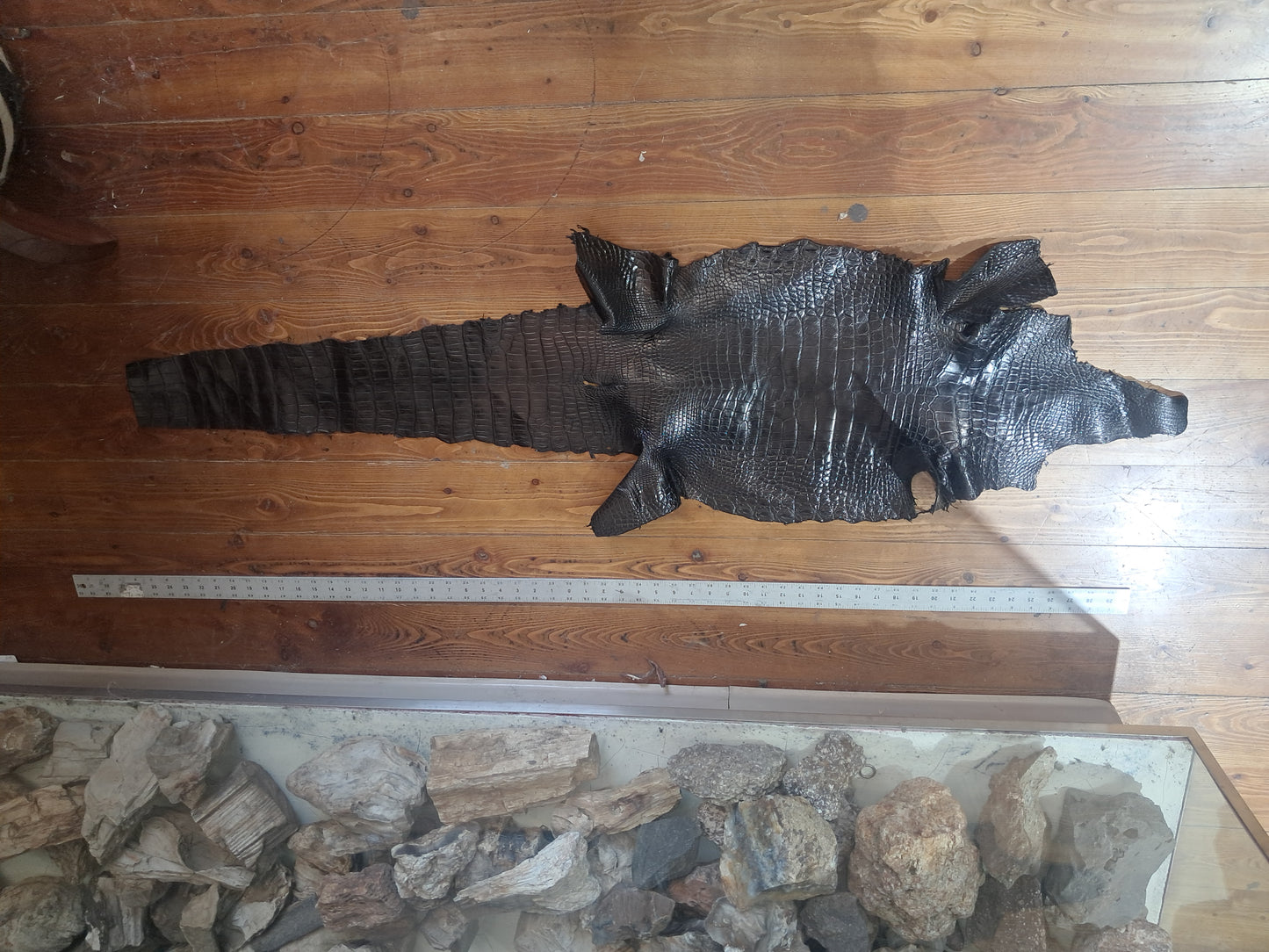 Black Australian Crocodile Belly