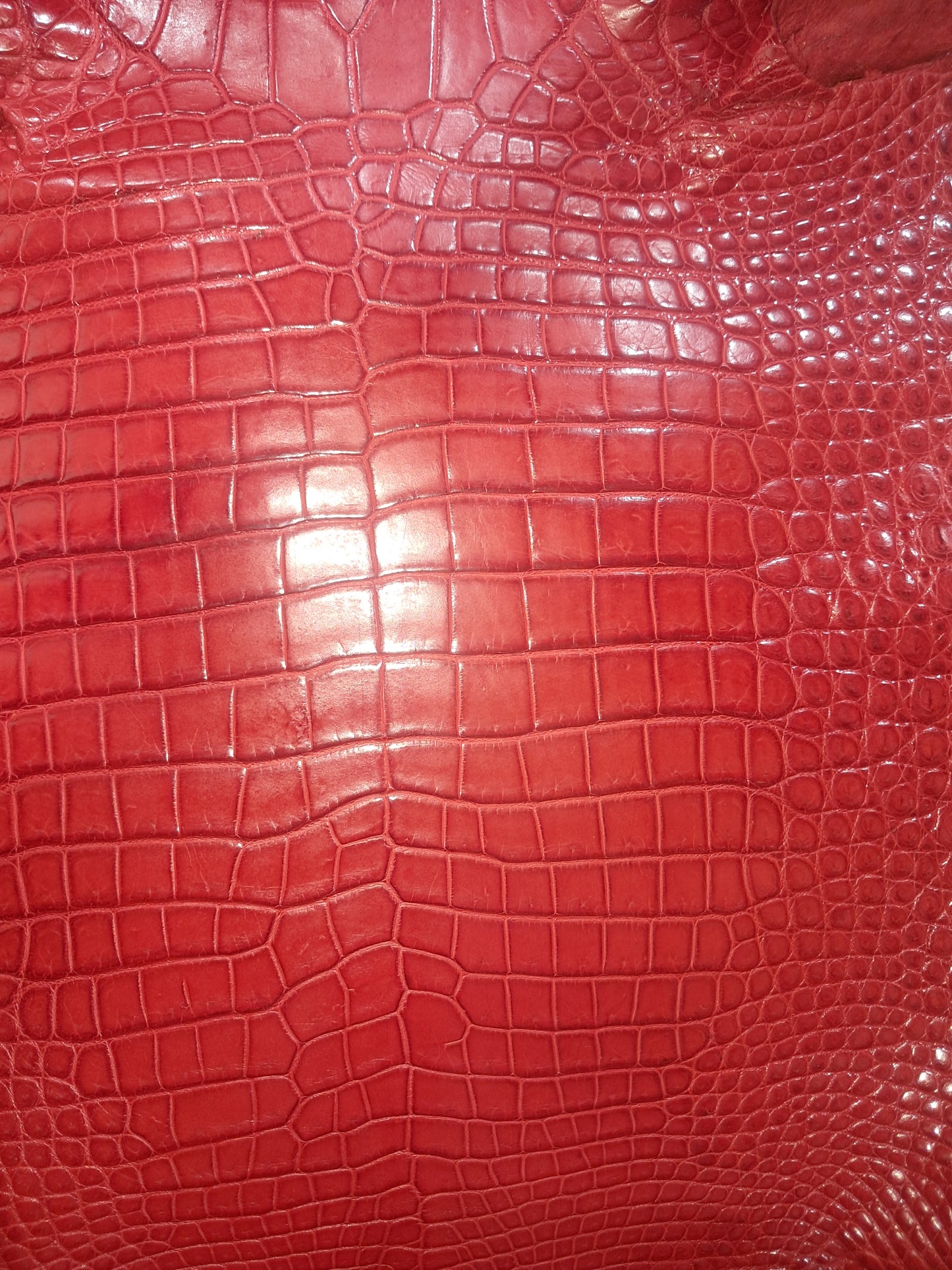 Perfect Red Australian Crocodile Belly