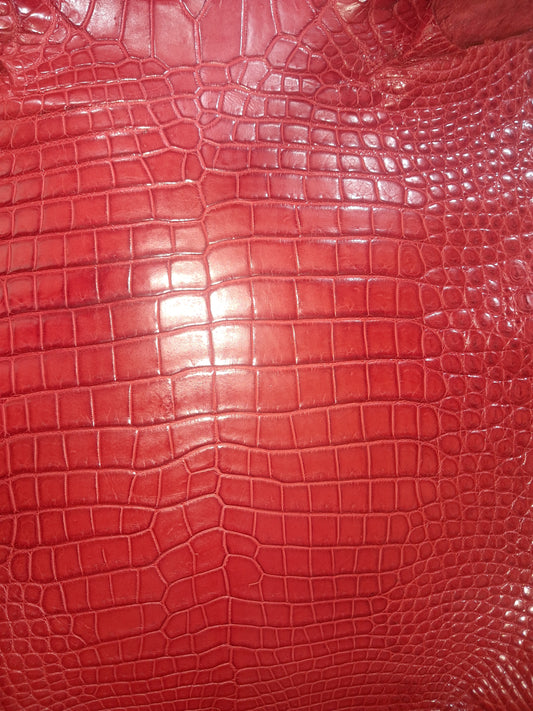 Perfect Red Australian Crocodile Belly