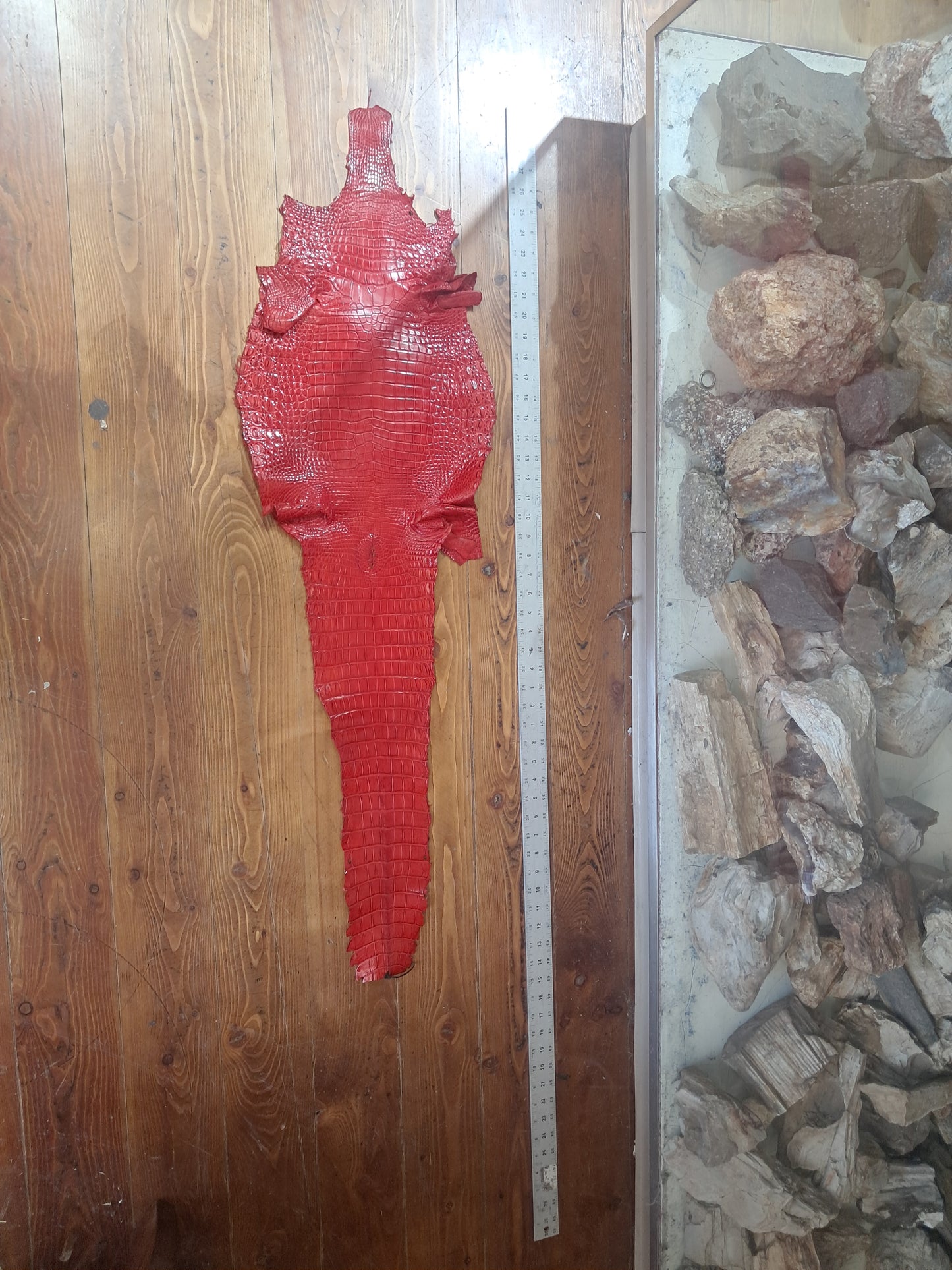 Perfect Red Australian Crocodile Belly