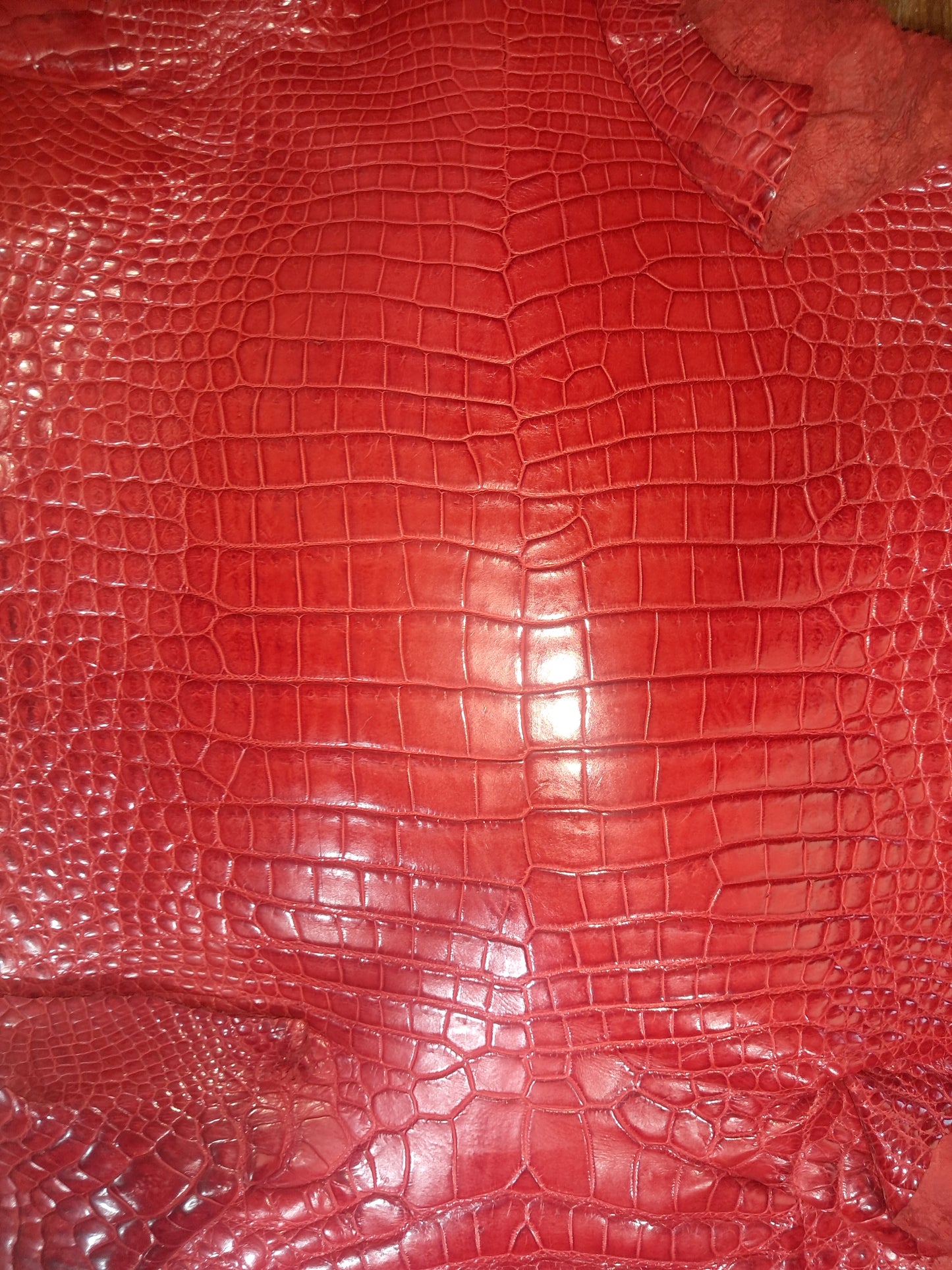 Perfect Red Australian Crocodile Belly