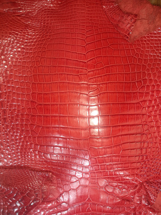 Perfect Red Australian Crocodile Belly