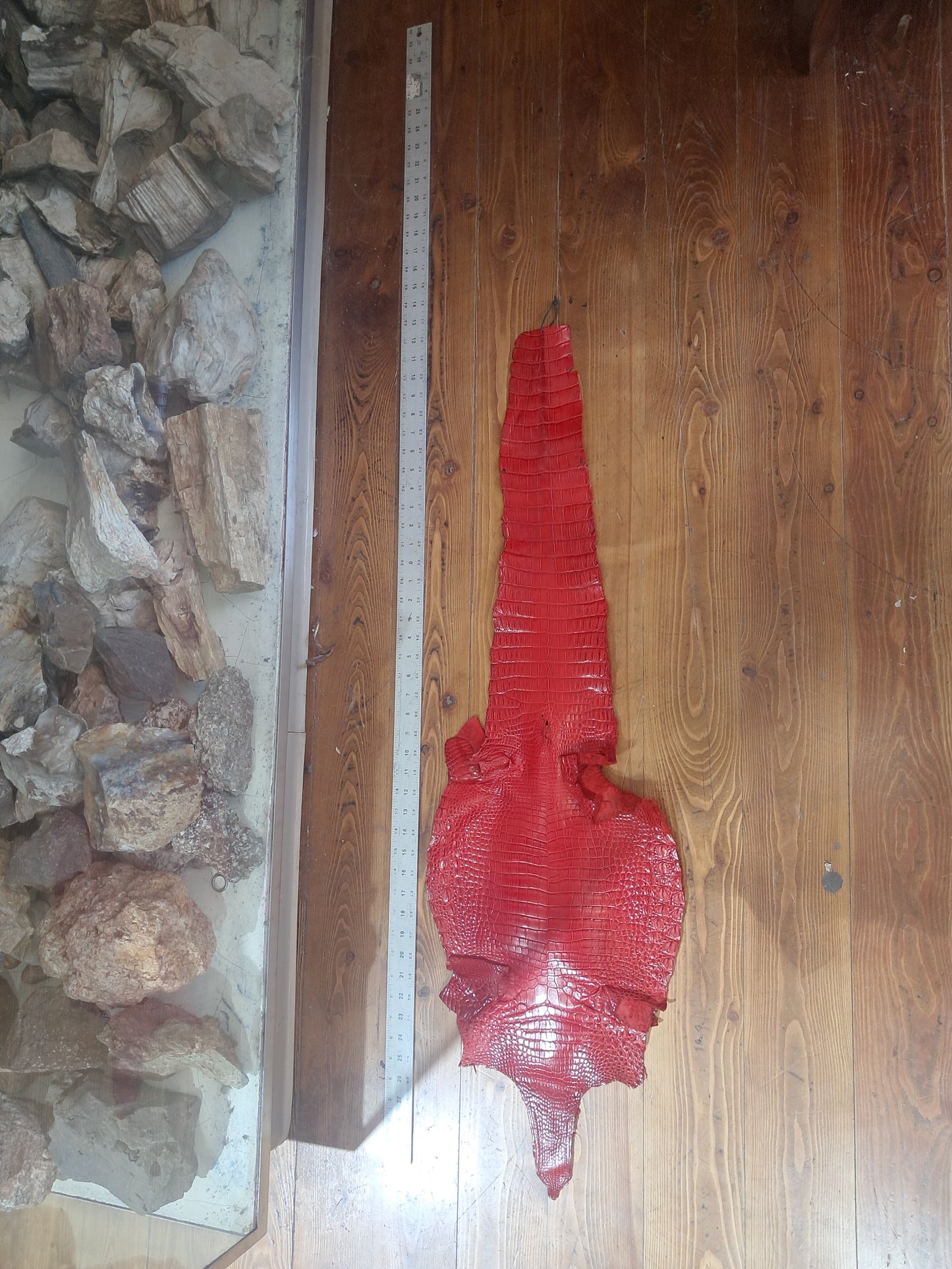 Perfect Red Australian Crocodile Belly