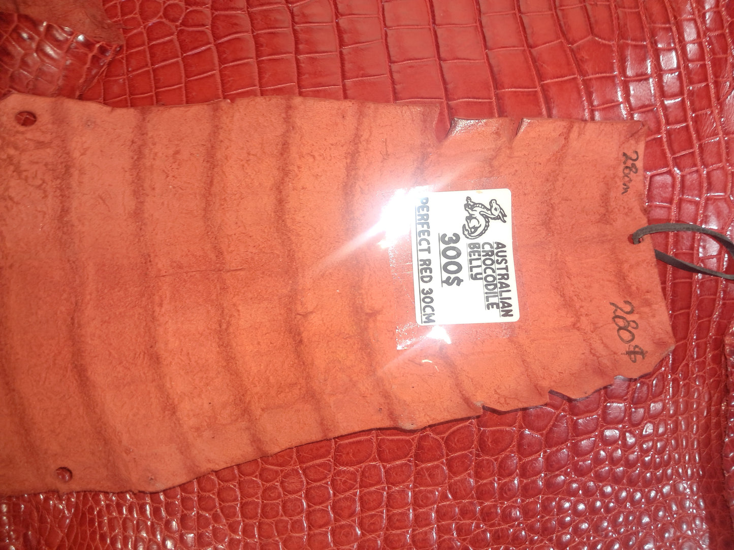 Perfect Red Australian Crocodile Belly