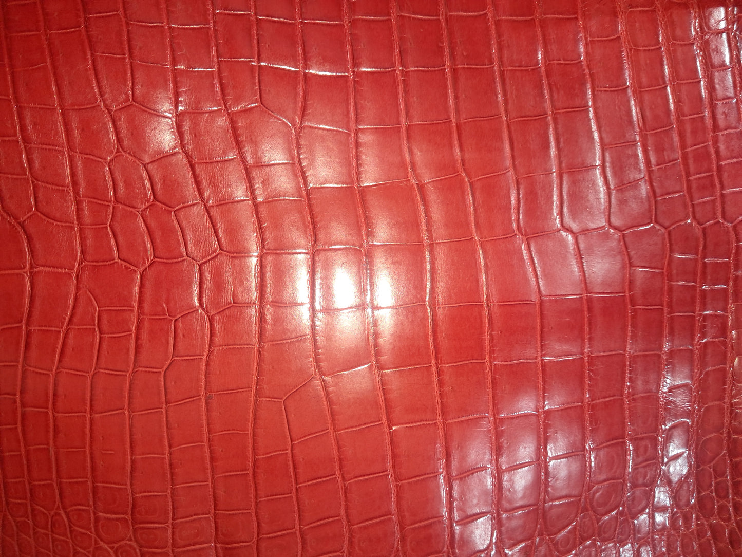 Perfect Red Australian Crocodile Belly