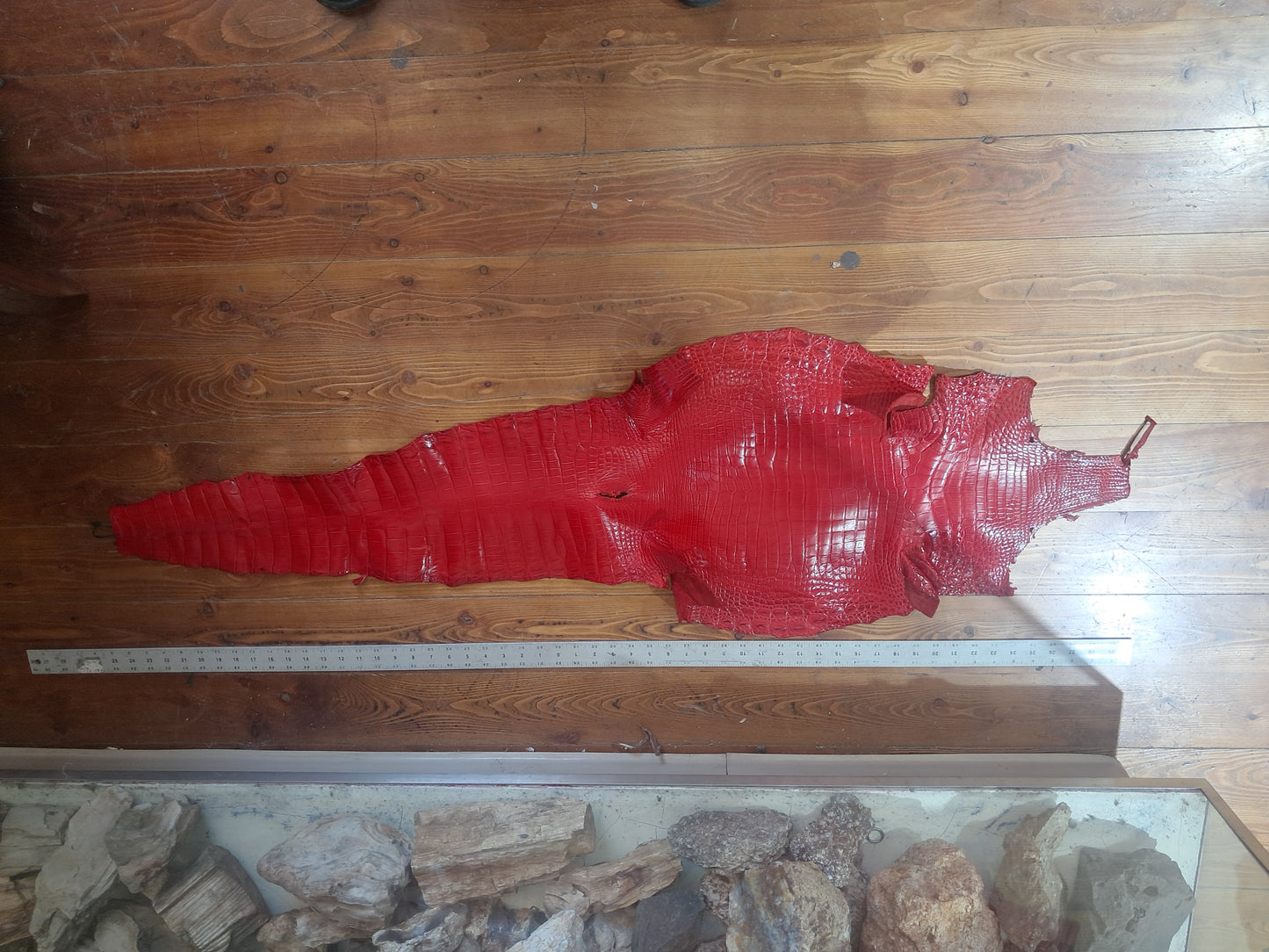 Perfect Red Australian Crocodile Belly