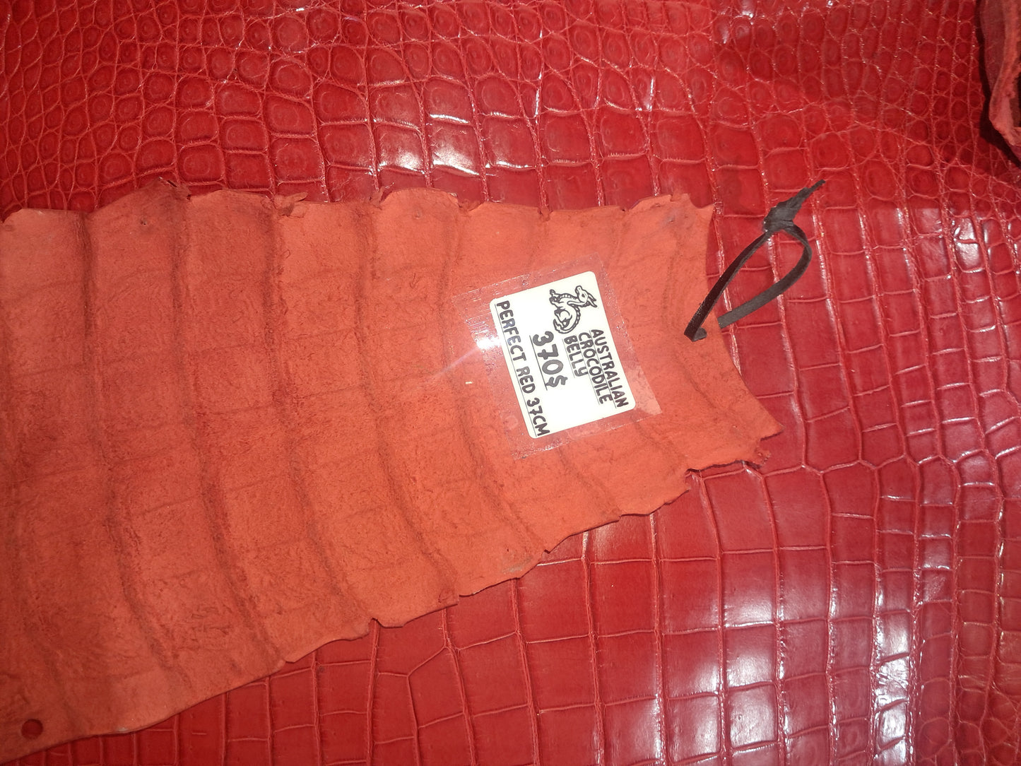 Perfect Red Australian Crocodile Belly