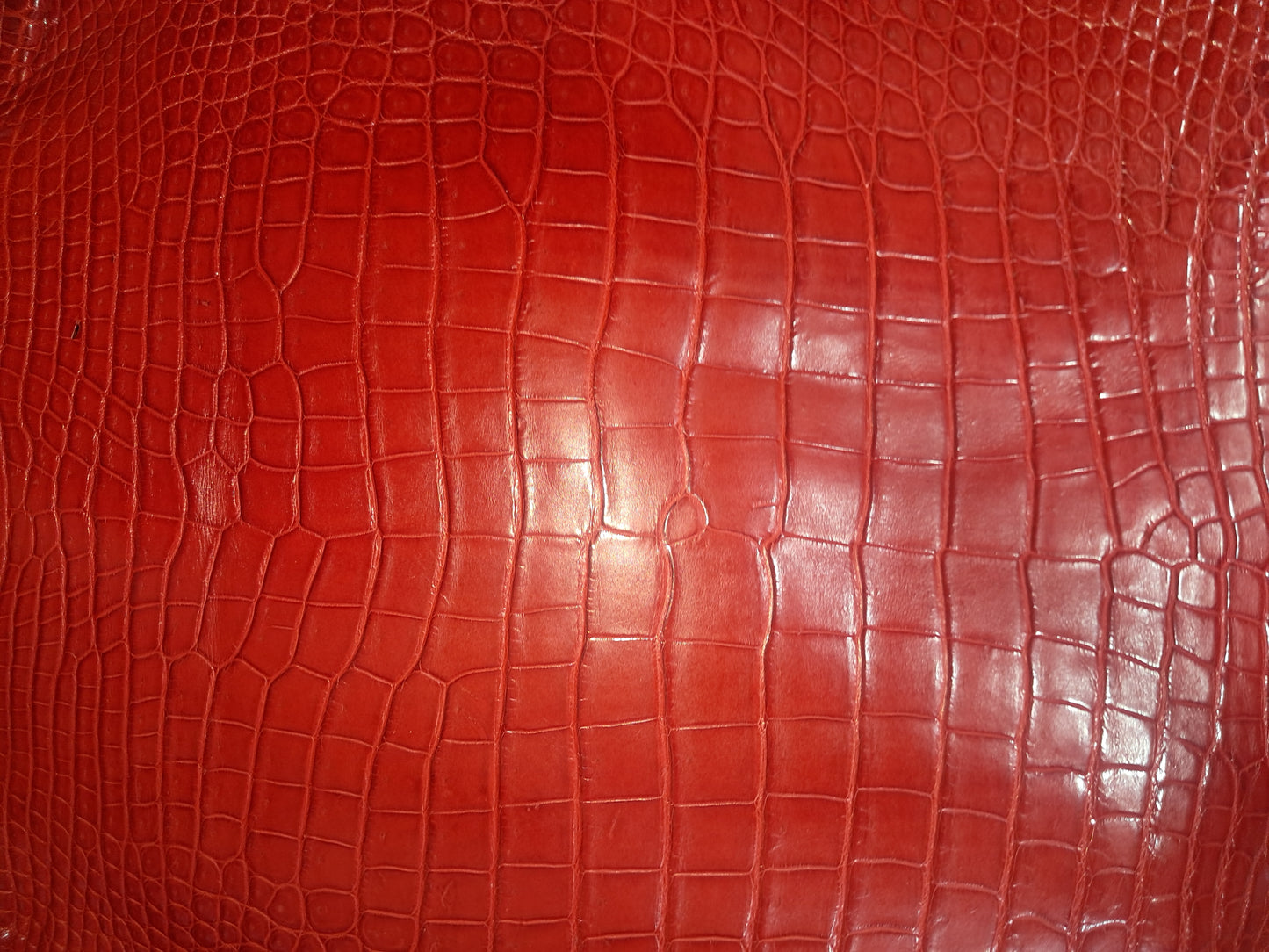 Perfect Red Australian Crocodile Belly