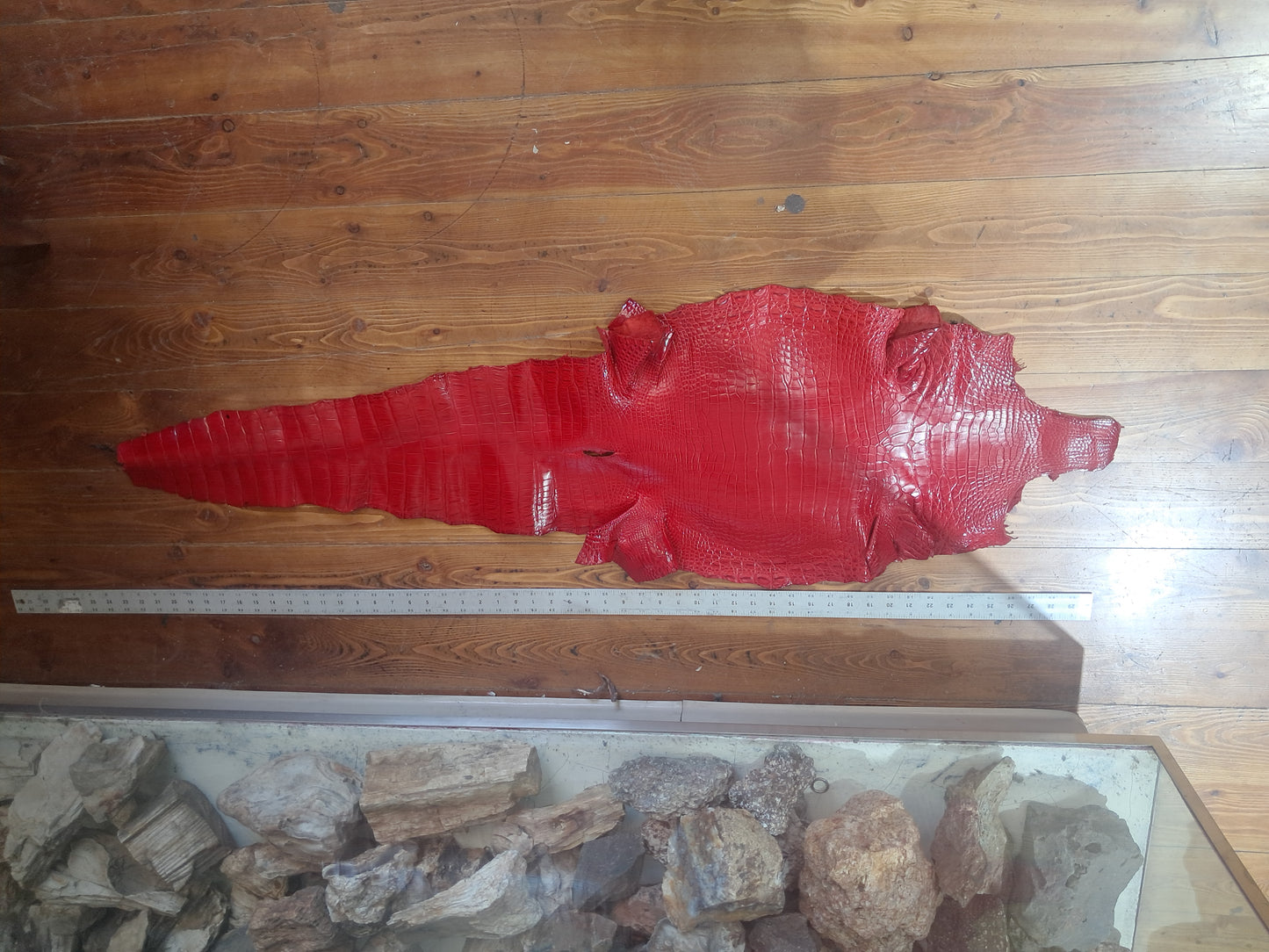 Perfect Red Australian Crocodile Belly