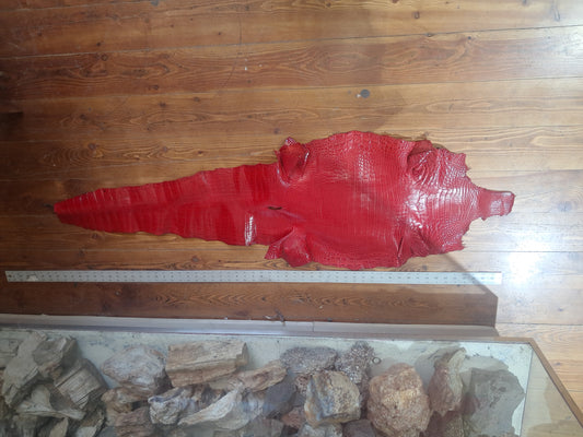 Perfect Red Australian Crocodile Belly