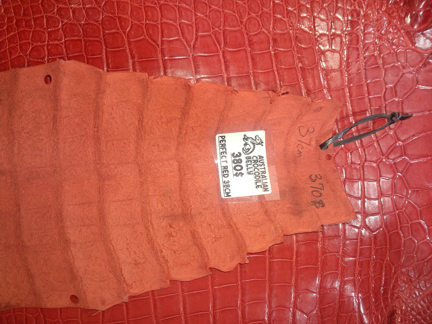 Perfect Red Australian Crocodile Belly
