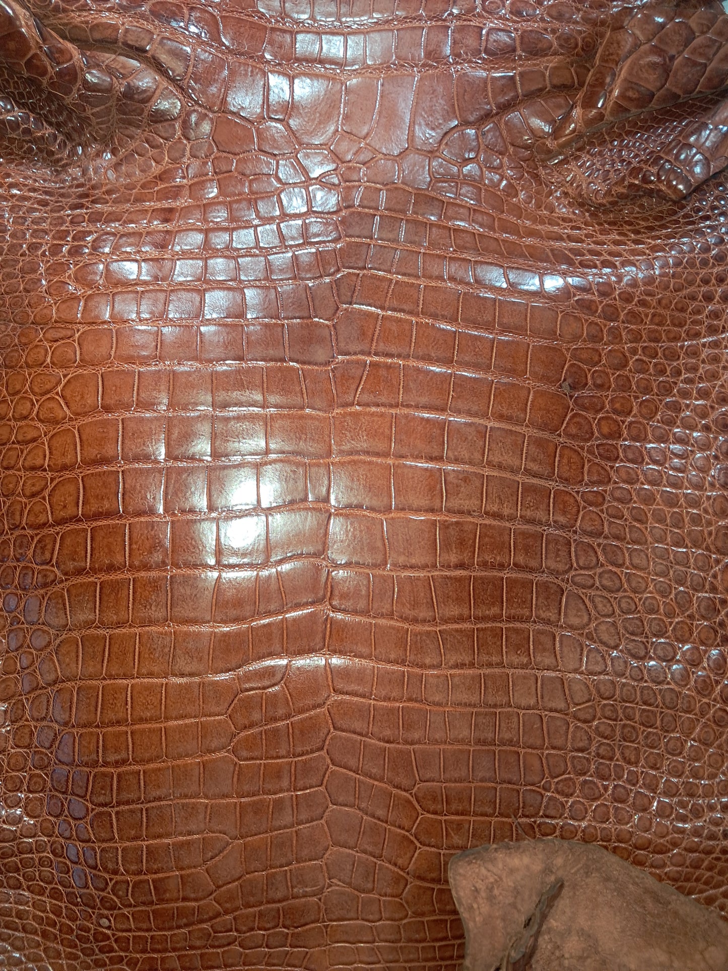 Cognac Australian Crocodile Belly